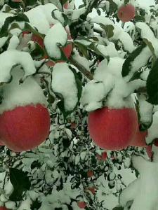 雪冻苹果