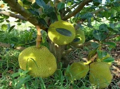 榴莲树