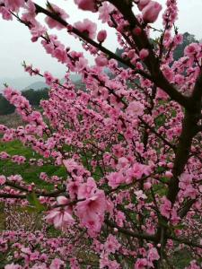 桃花树